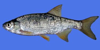 Media type: image; Ichthyology 99392